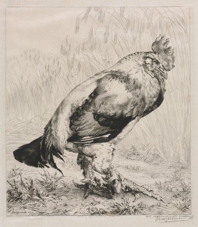 Il vecchio gallo da Felix Bracquemond
