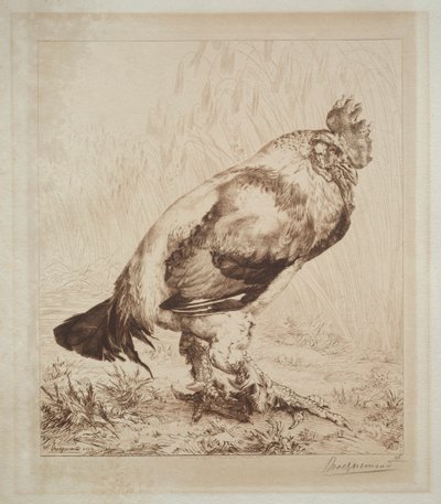Il vecchio gallo da Felix Bracquemond