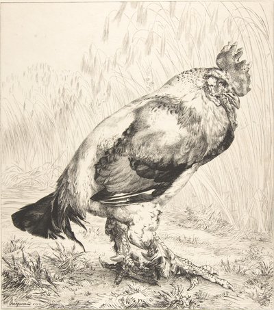 Il vecchio gallo, 1882 da Felix Bracquemond