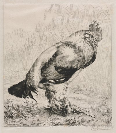 Il Vecchio Gallo, 1882 da Felix Bracquemond