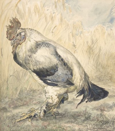 Il vecchio gallo da Felix Bracquemond