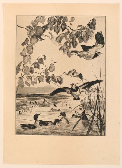 Pavoncelle e alzavole da Felix Bracquemond