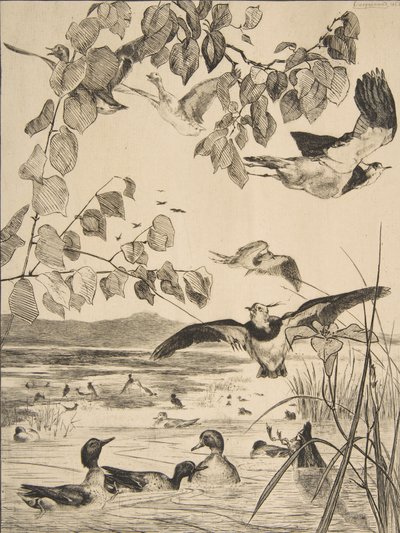 Pavoncelle e alzavole da Felix Bracquemond