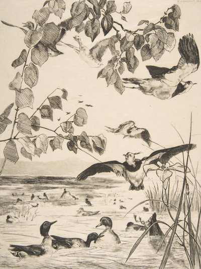 Vanneaux et Sarcelles da Felix Bracquemond