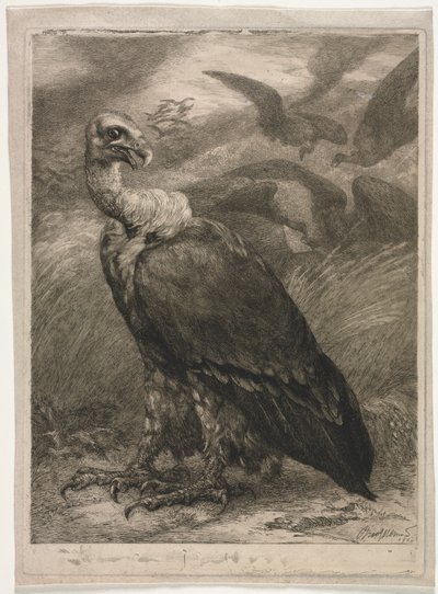 Avvoltoio, 1904 da Felix Bracquemond