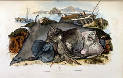 Illustrazione di pesce Manta Ray da Felix Edouard Guerin