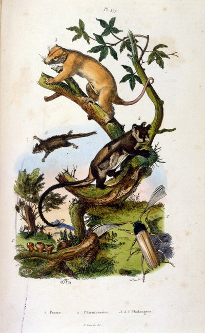 Illustrazione di mammiferi e insetti da Felix Edouard Guerin
