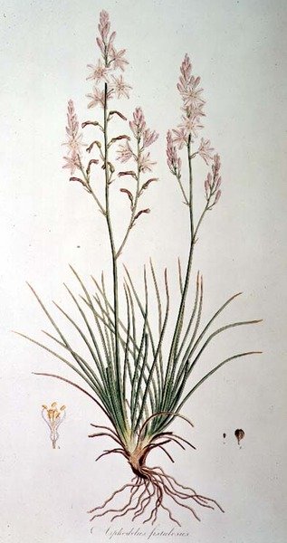 Asphodelus Fistulosus, da 
