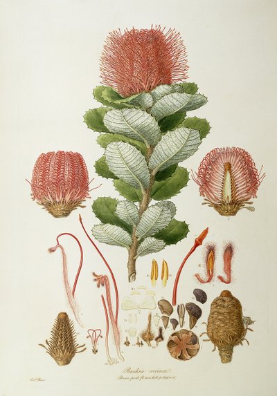 Banksia coccinea, da 