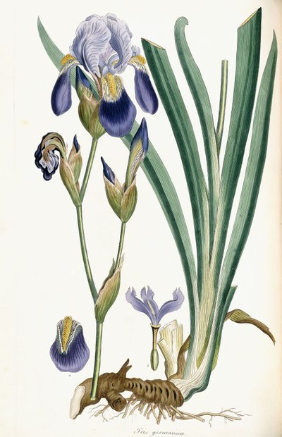 Iris Germanica, 1847 da Ferdinand Bauer