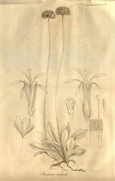 Tab. 28 dal Volume X delle Transazioni della Linnean Society di Londra, pubblicato nel 1811 da Ferdinand Bauer