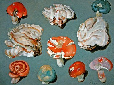 Studi di funghi da Ferdinand Phillip de Hamilton