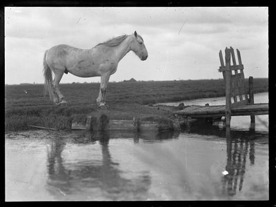 Cavallo solitario da Ferdinand Schmutzer