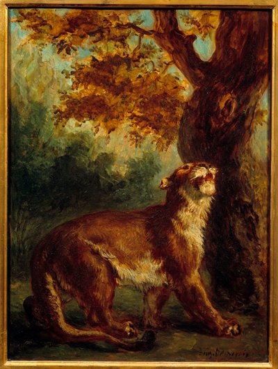 Il puma detto anche leonessa in attesa di una preda da Ferdinand Victor Eugene Delacroix