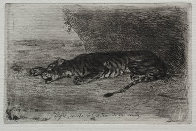 Tigre sdraiata all