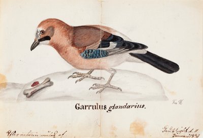Ghiandaia eurasiatica da Ferdinand von Wright
