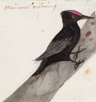 Il grande picchio nero da Ferdinand von Wright