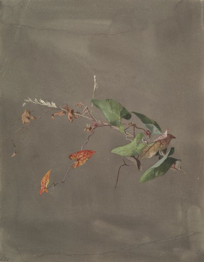 Vilucchio da Fidelia Bridges