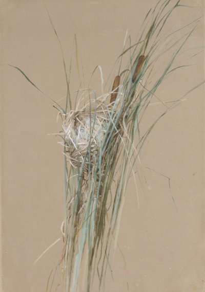 Nido di uccelli nelle tife da Fidelia Bridges