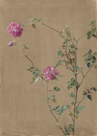 Rose Rosa da Fidelia Bridges