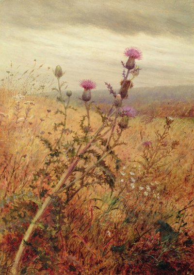 Cardo in un campo, 1875 da Fidelia Bridges