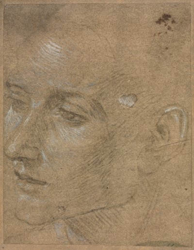 Testa di un giovane uomo, seconda metà del 1400 da Filippino Lippi