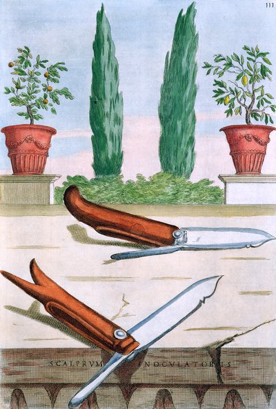 Coltello da giardinaggio, da 