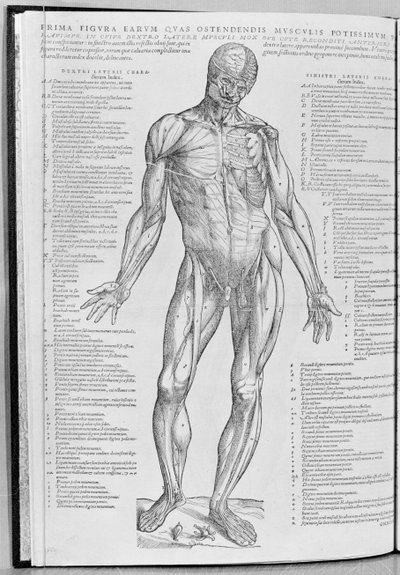 Studio anatomico, illustrazione da De Humani Corporis Fabrica Librorum Epitome di Andreas Vesalius (1514-64) pubblicato a Basilea, 1543 da Flemish School