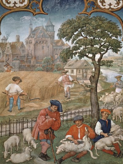 Fol.7v Il Mese di Luglio: Raccolto e Tosatura delle Pecore, dal Breviarium Grimani, c.1515 da Flemish School