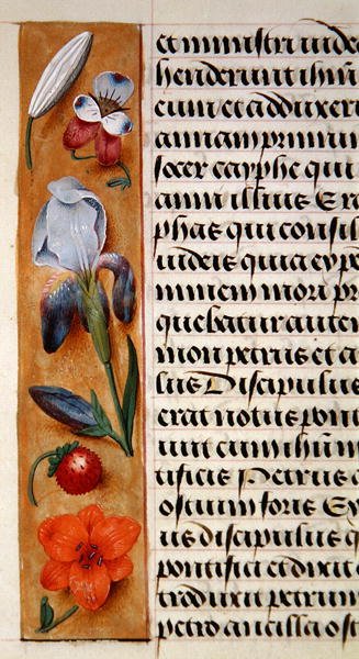 Ms. 1058-1975, f.16v: (dettaglio) di un bordo floreale da un Libro d