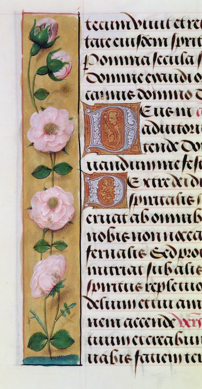 Ms. 1058-1975, f.34v: (dettaglio) di un bordo floreale da un Libro d