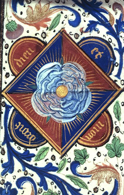 Rosa Bianca della Casa di York, da 