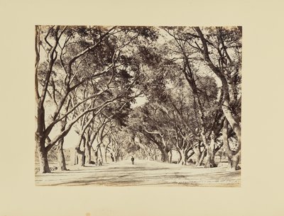 Cairo, Allée de Choubra da Félix Bonfils