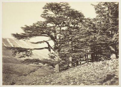 Cedri del Libano da Félix Bonfils