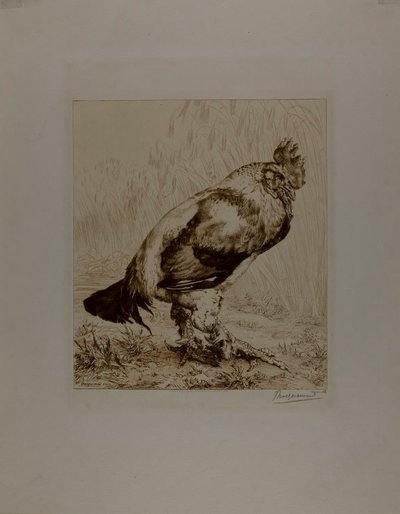 Il vecchio gallo da Félix Henri Bracquemond