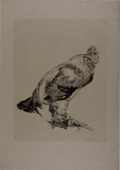 Il vecchio gallo da Félix Henri Bracquemond