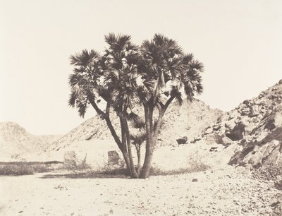 Environs de Fileh, Palmier Doum sulla riva orientale del Nilo da Félix Teynard