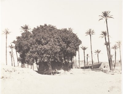 Esneh, Dattieri, Sicomoro e Caffè sul bordo del Nilo, 1851-52, stampato 1853-54 da Félix Teynard