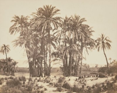 [Boschetto di palme da dattero visto dal punto A, Karnak]. da Félix Teynard