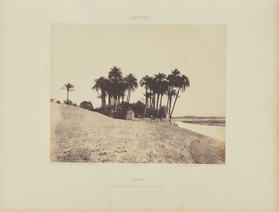 Luxor. Palme da dattero e giardino della spedizione di Luxor da Félix Teynard