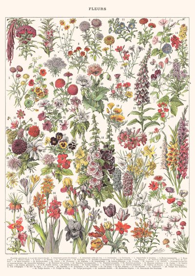 Fleur I - ASTER EDITION, 2023 da Florent Bodart