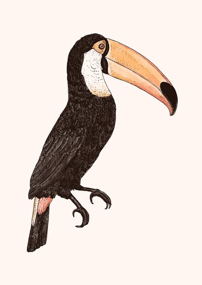 Toco - Versione a colori da Florent Bodart