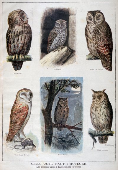 Uccelli protetti e utili in agricoltura, 1897 da Fortuné Méaulle