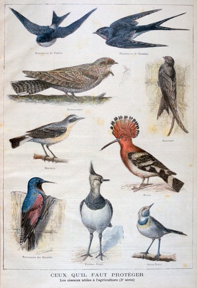 Uccelli protetti e utili in agricoltura, 1897 da Fortuné Méaulle