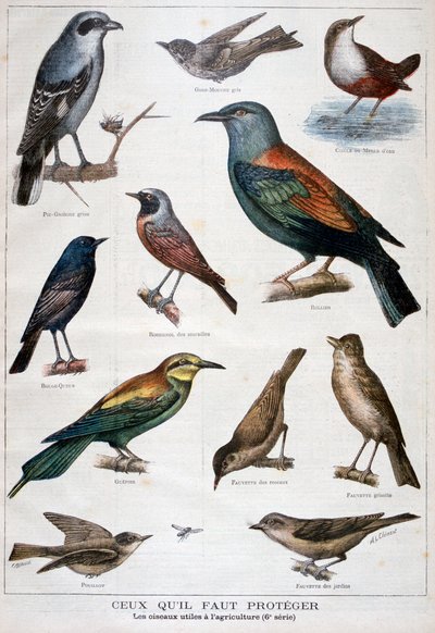 Uccelli protetti e utili in agricoltura, 1897 da Fortuné Méaulle