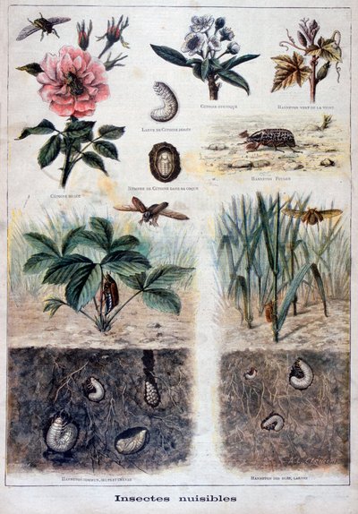Insetti dannosi, 1897 da Fortuné Méaulle