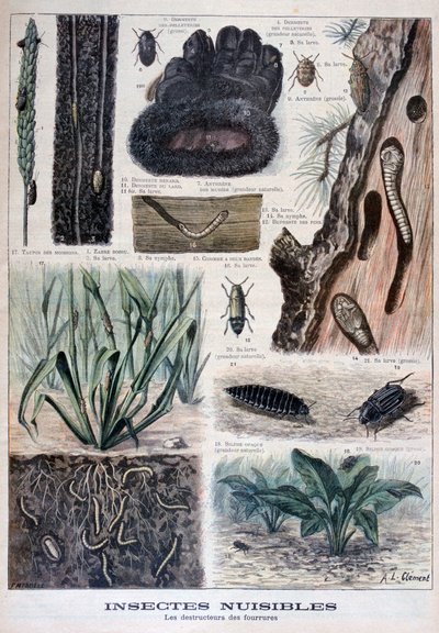 Insetti dannosi per le pellicce, 1897 da Fortuné Méaulle