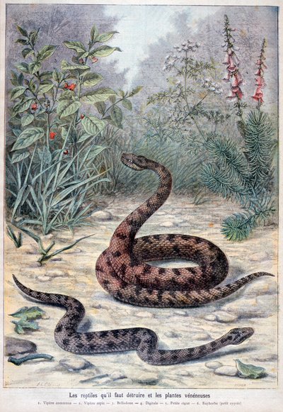 Serpenti e piante velenose da Fortuné Méaulle
