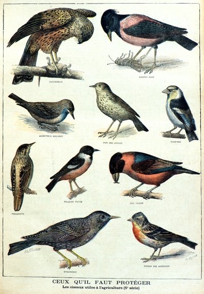 Uccelli utili all