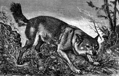 Lupo feroce, arrabbiato, con i denti fuori, che mostra le zanne (incisione di Meaulle in "La chasse illustrée", n. 27, 5 febbraio 1870) da Fortune Louis Meaulle